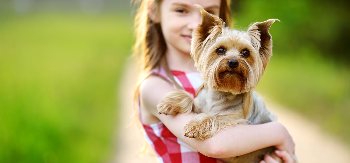 Ocd discount therapy dog