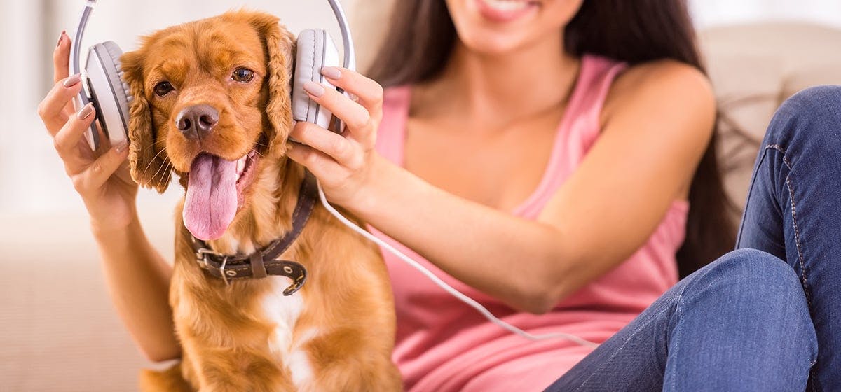 can-dogs-hear-sounds-that-humans-cannot-wag