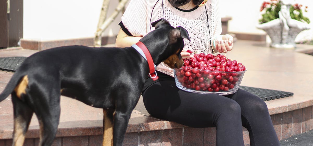 can-dogs-taste-cherries