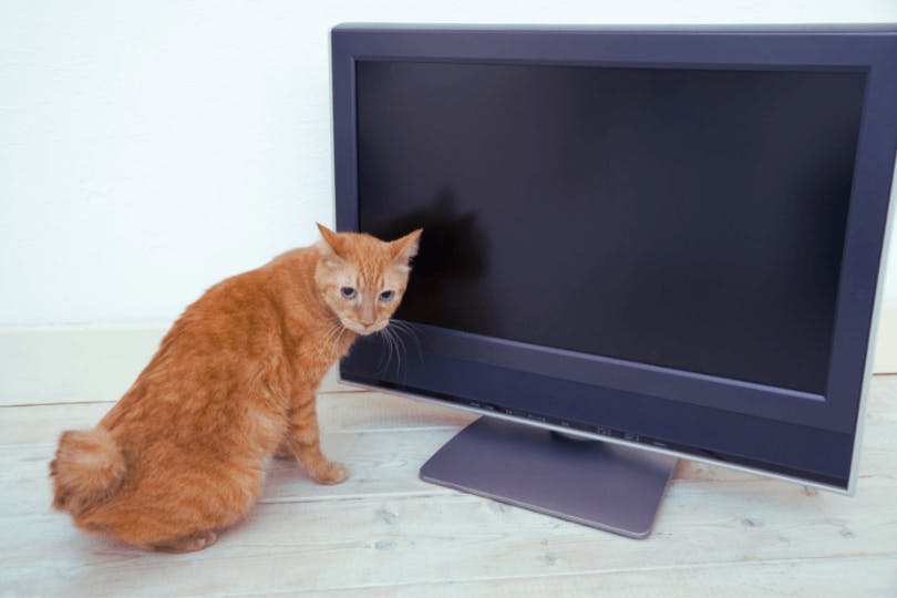 can-cats-understand-tv