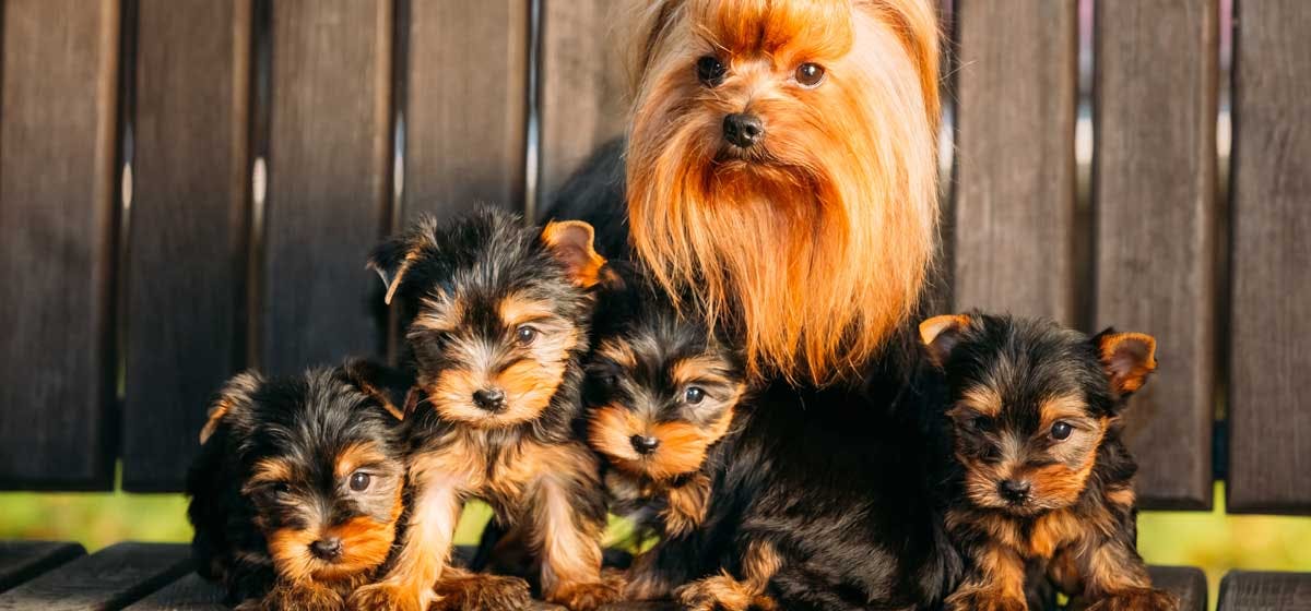 how soon can a dog get pregnant after having puppies