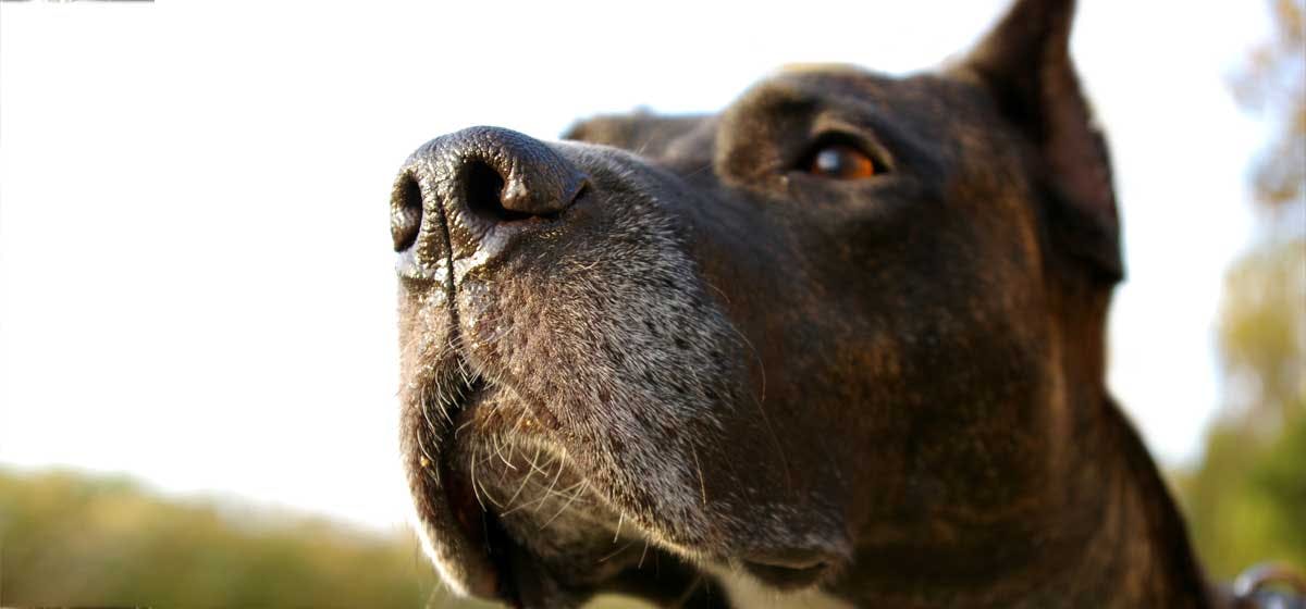 what-can-dogs-be-trained-to-smell