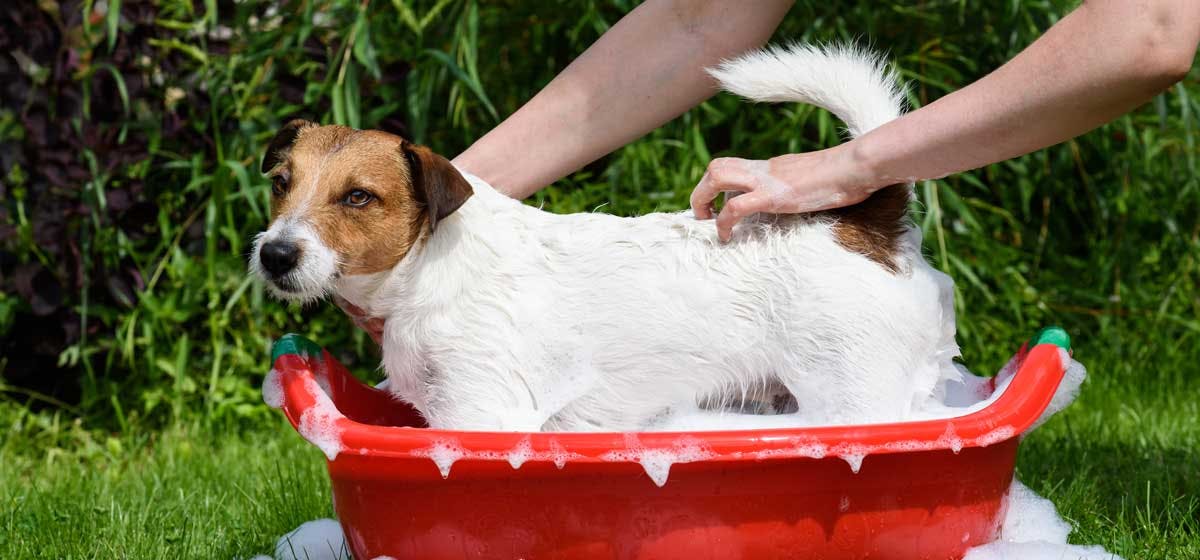 what-can-dogs-be-washed-with