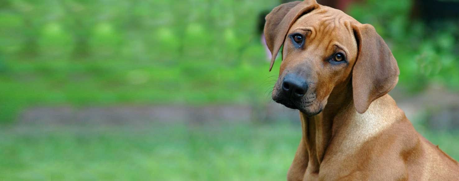 are cross breed dogs infertile