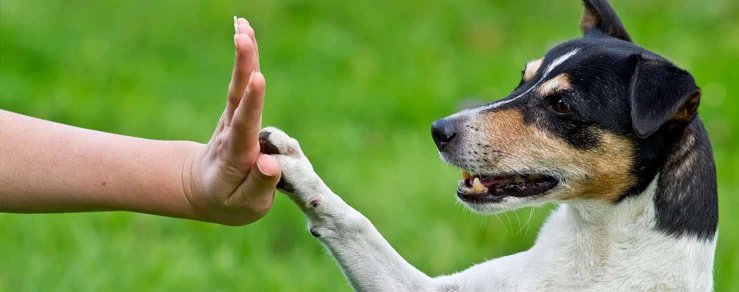 What Can Dogs Catch from Humans? - Wag!