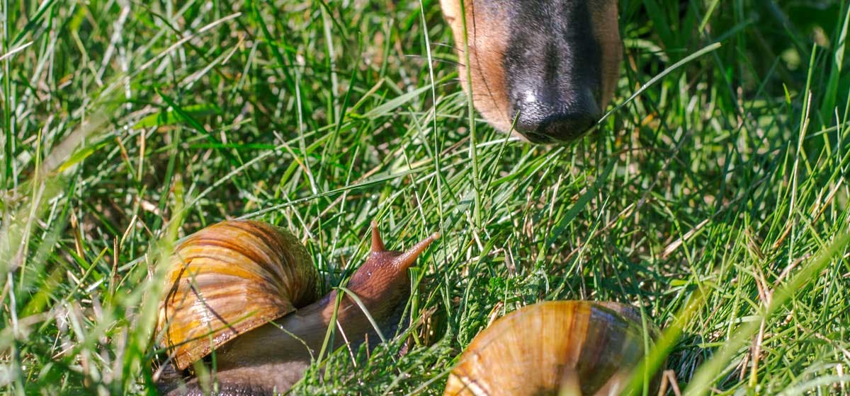 what-can-dogs-catch-from-slugs