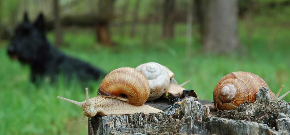 can eating slugs make dogs sick