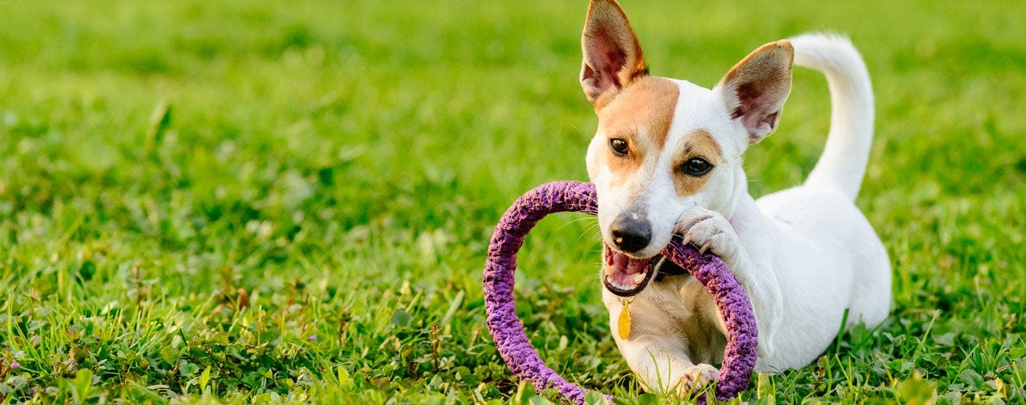 What Can Dogs Chew to Clean Their Teeth?