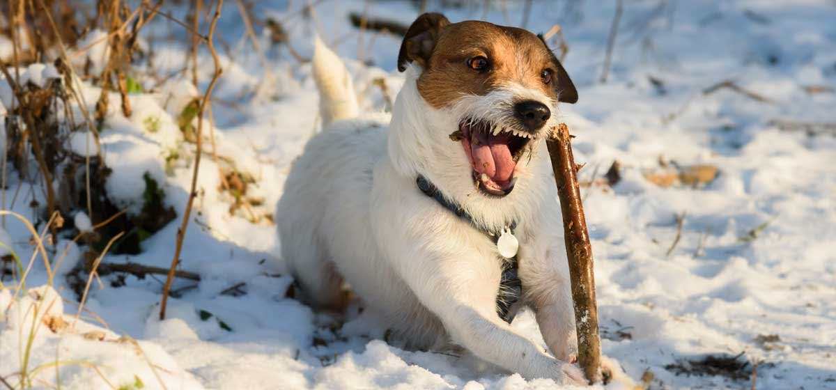 what-can-dogs-chew-to-clean-their-teeth