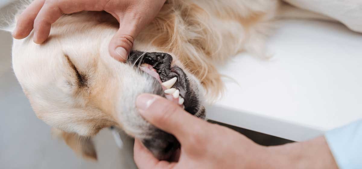 what-can-dogs-chew-to-clean-their-teeth