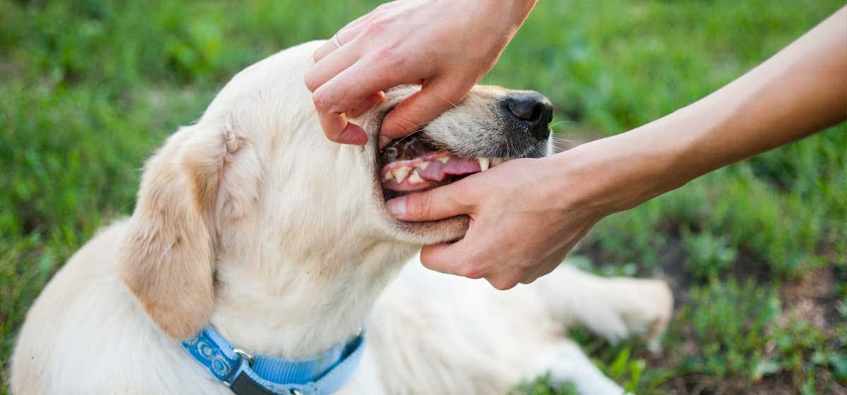 what-can-dogs-chew-to-clean-their-teeth