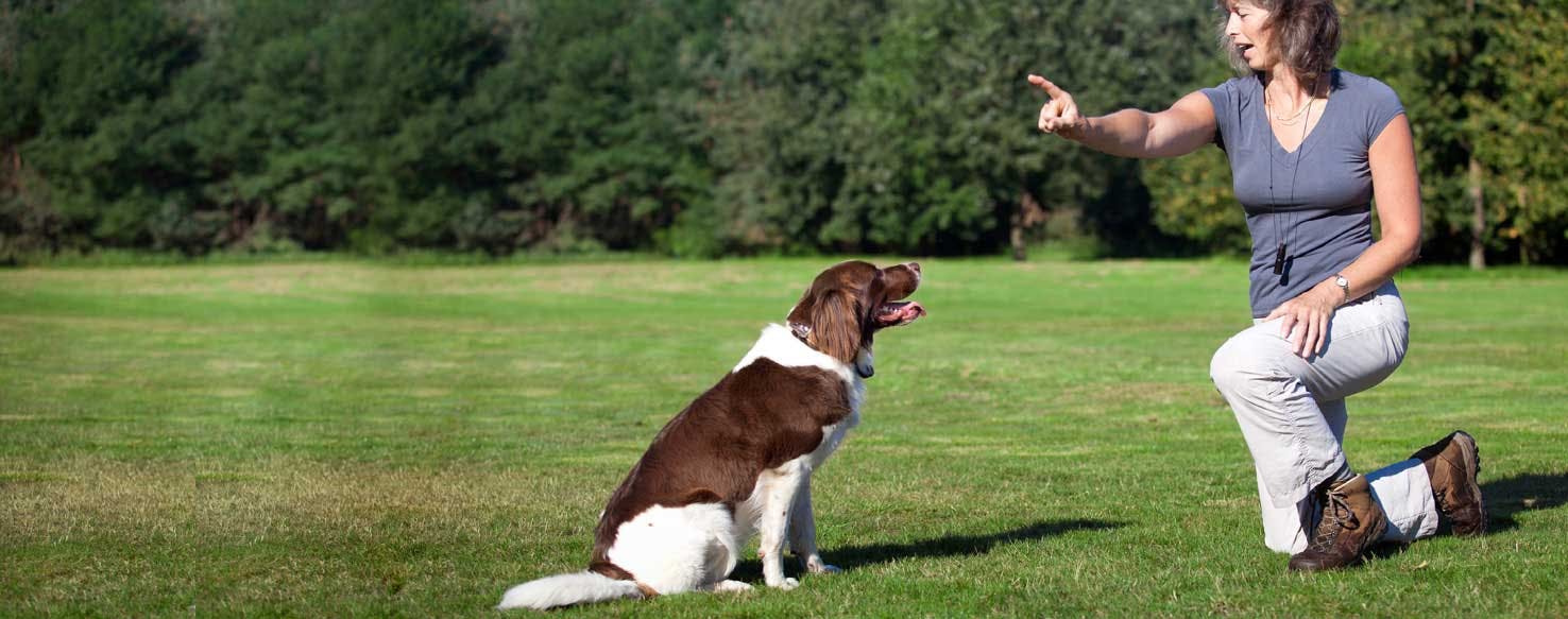 What Can Dogs Comprehend?