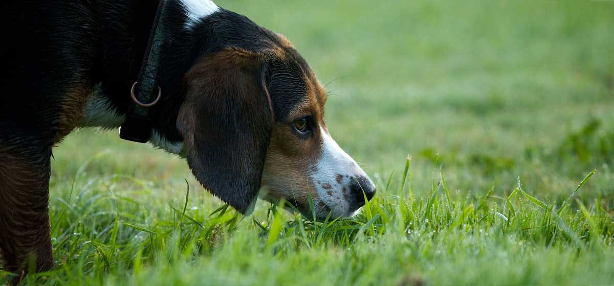 can-dogs-sense-heart-rate