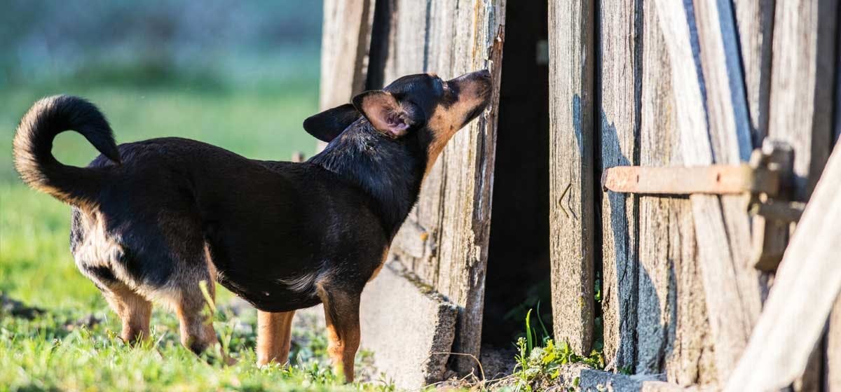 what-can-dogs-detect