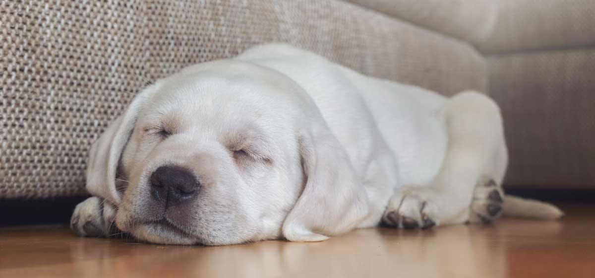 Puppy dreaming while store sleeping