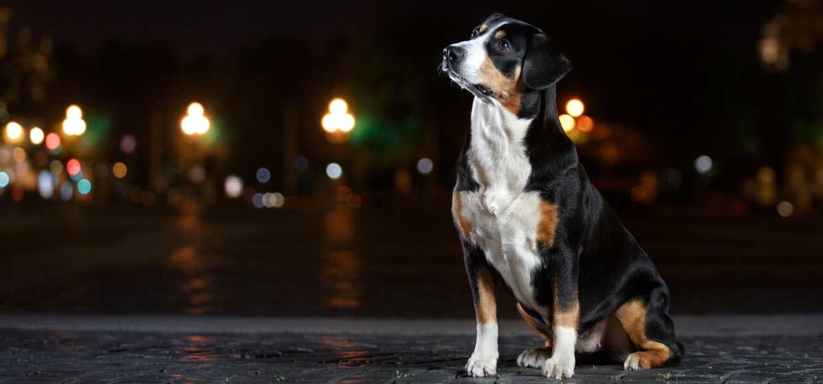 curious dog in the nighttime