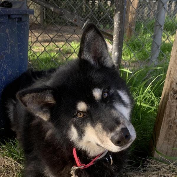 when can i bathe dog after spay