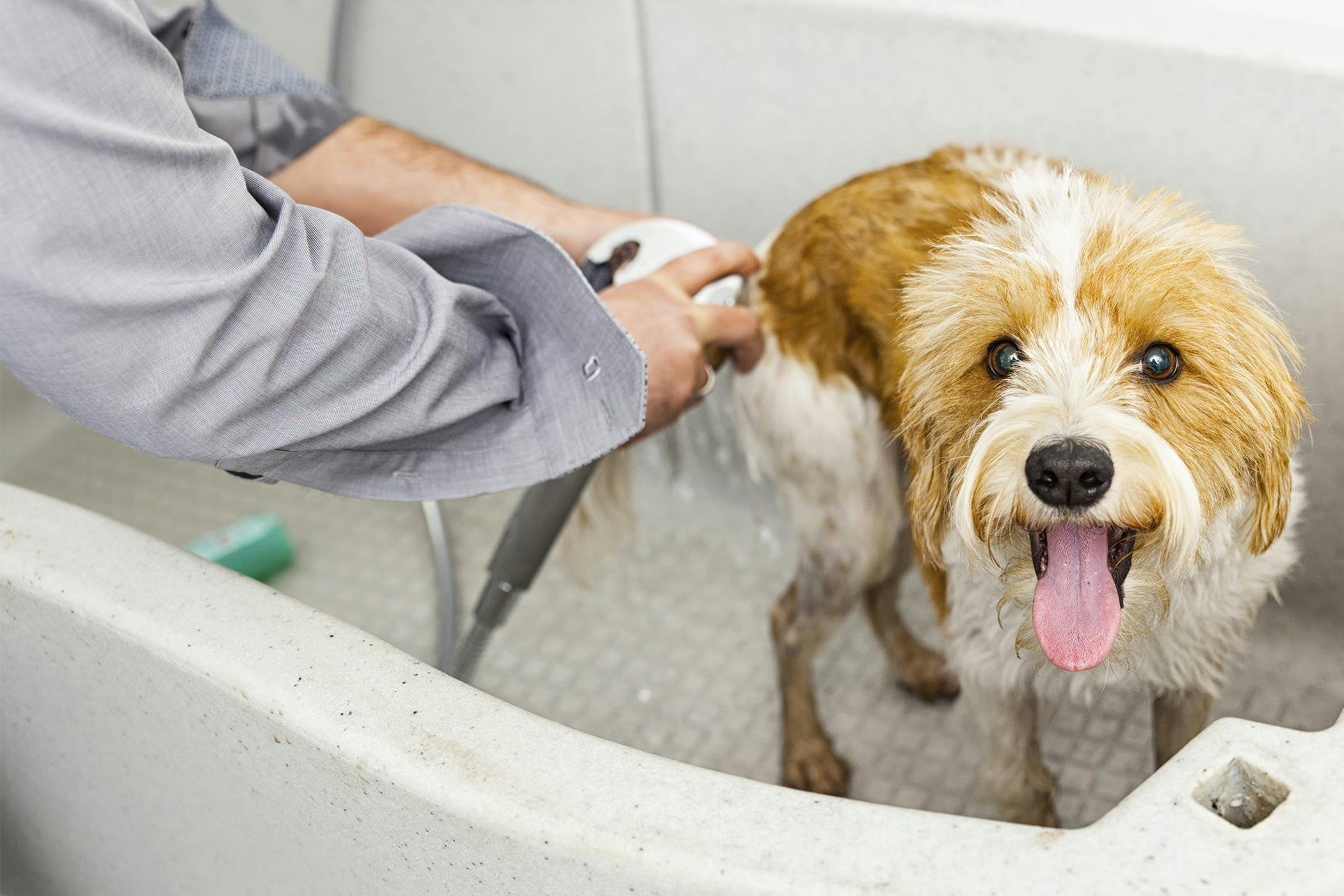 How to Bathe a Dog at Home Wag!