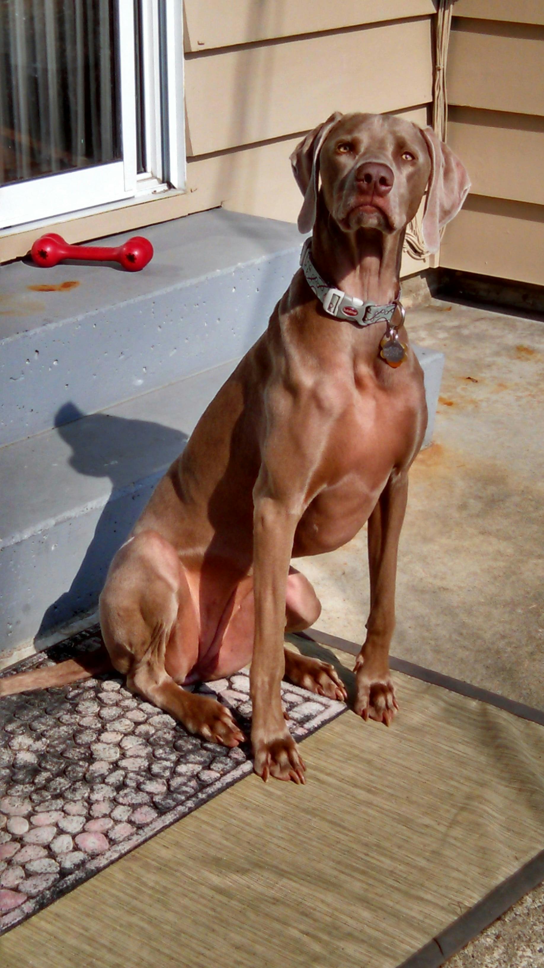 vinegar bath for dogs