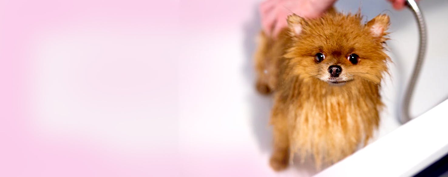 How to Bathe a Dog in the Tub Wag!