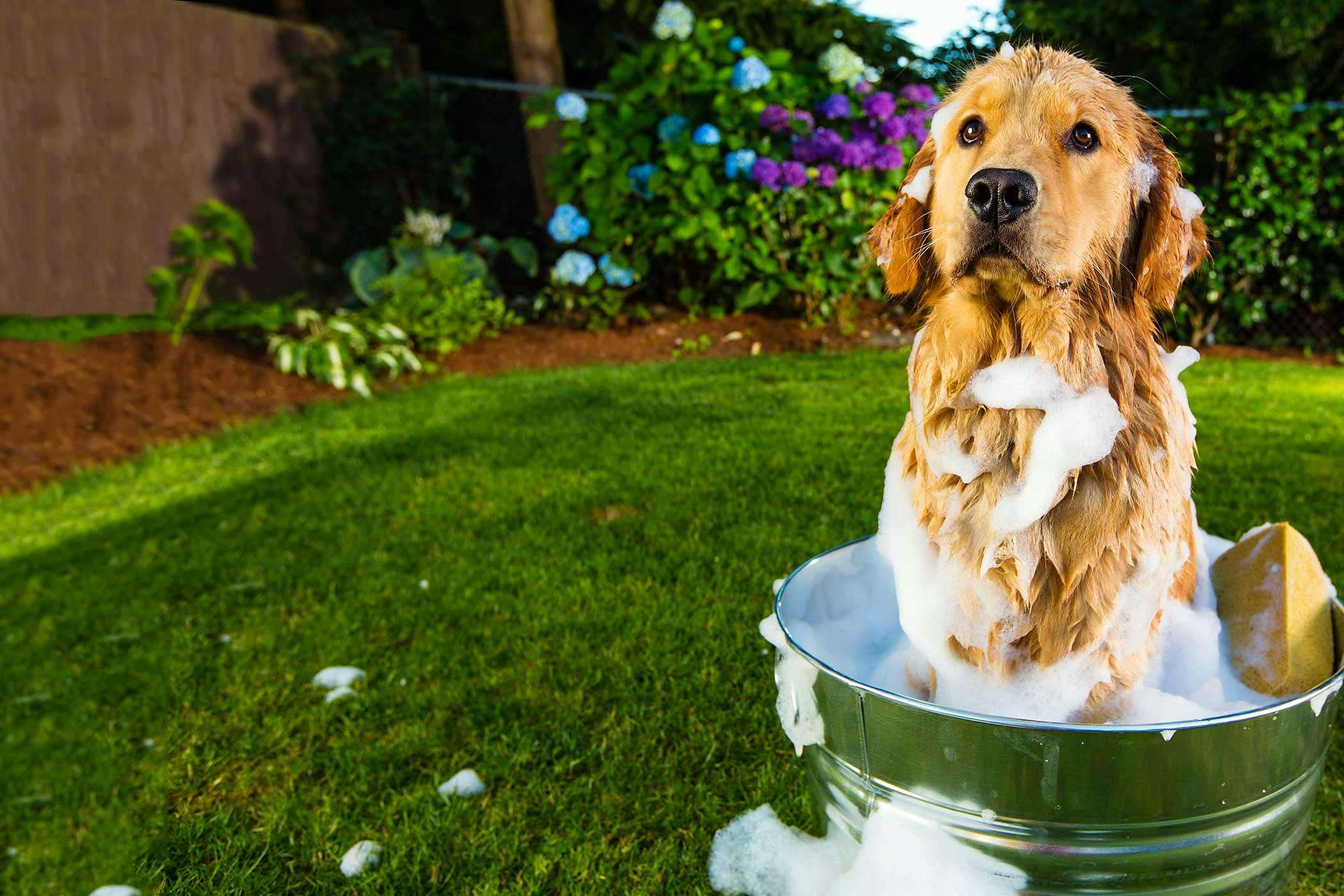 Outside store dog bath