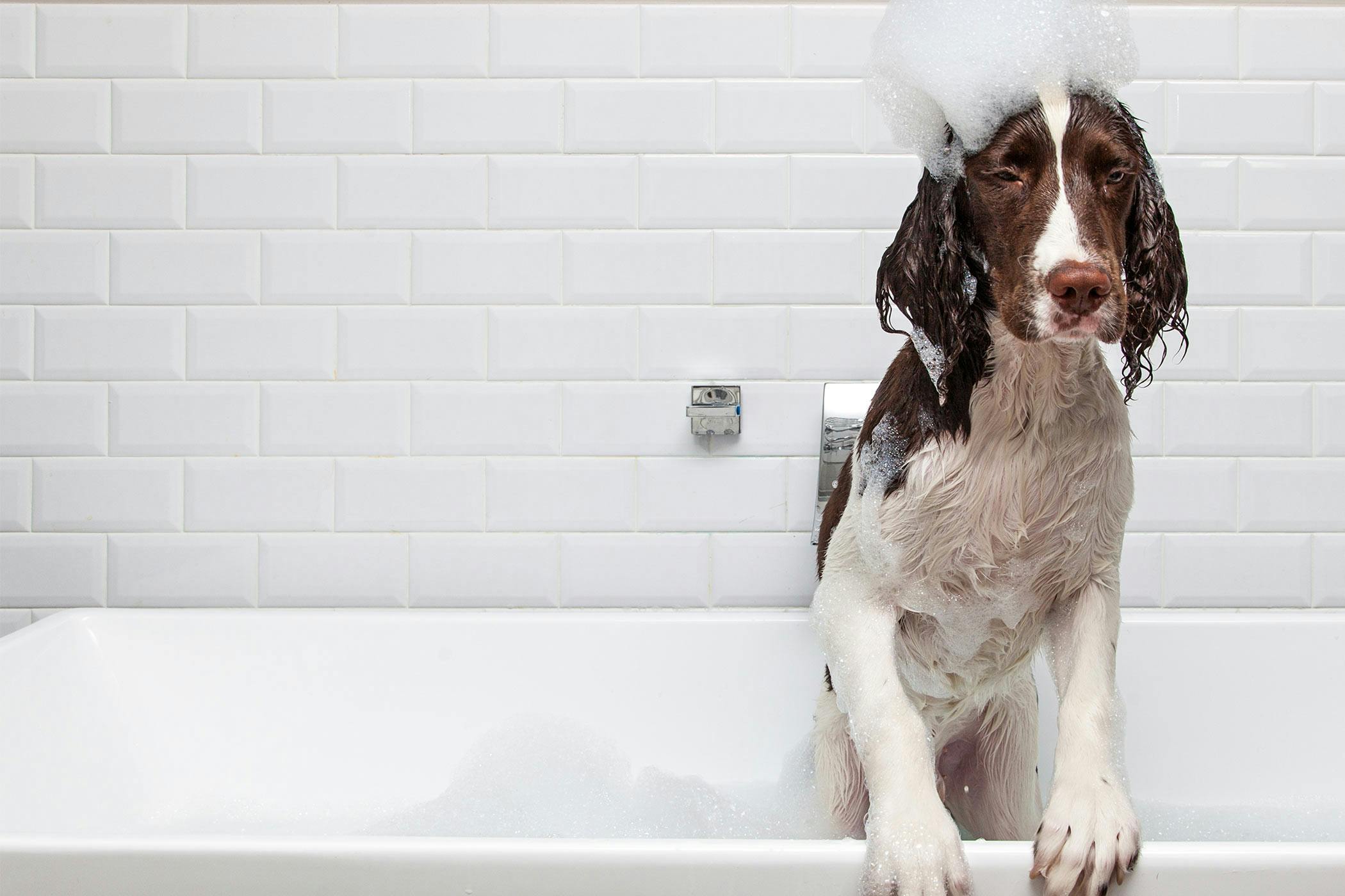 How to Bathe a Dog who Hates Baths Wag!