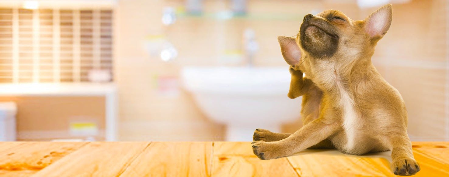 how-to-bathe-a-dog-with-itchy-skin-wag