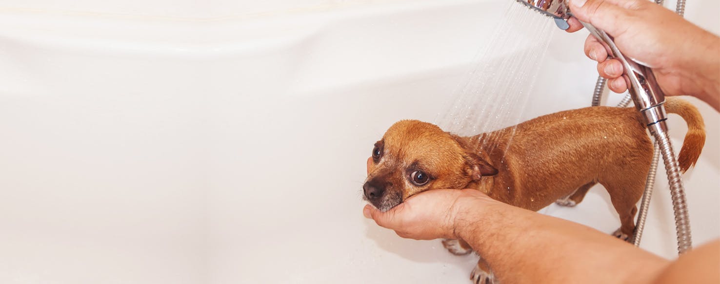 can you use human shampoo to wash a dog