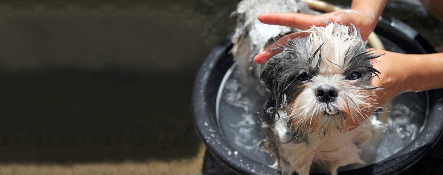 How to Bathe a Dog Without Getting Water in His Ears | Wag!