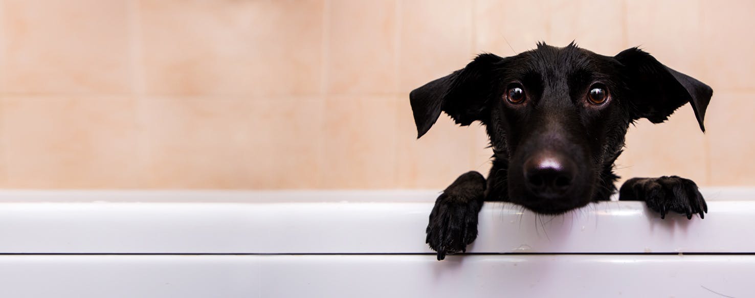 How to Bathe a Nervous Dog Wag!