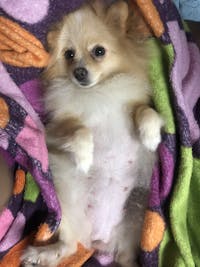 Can you bathe a pregnant dog with flea shampoo outlet