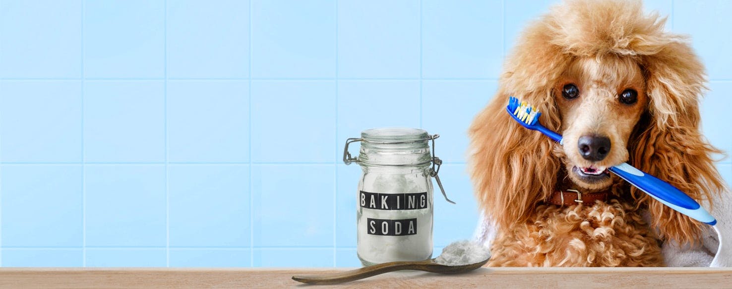 can you use baking soda on dogs teeth