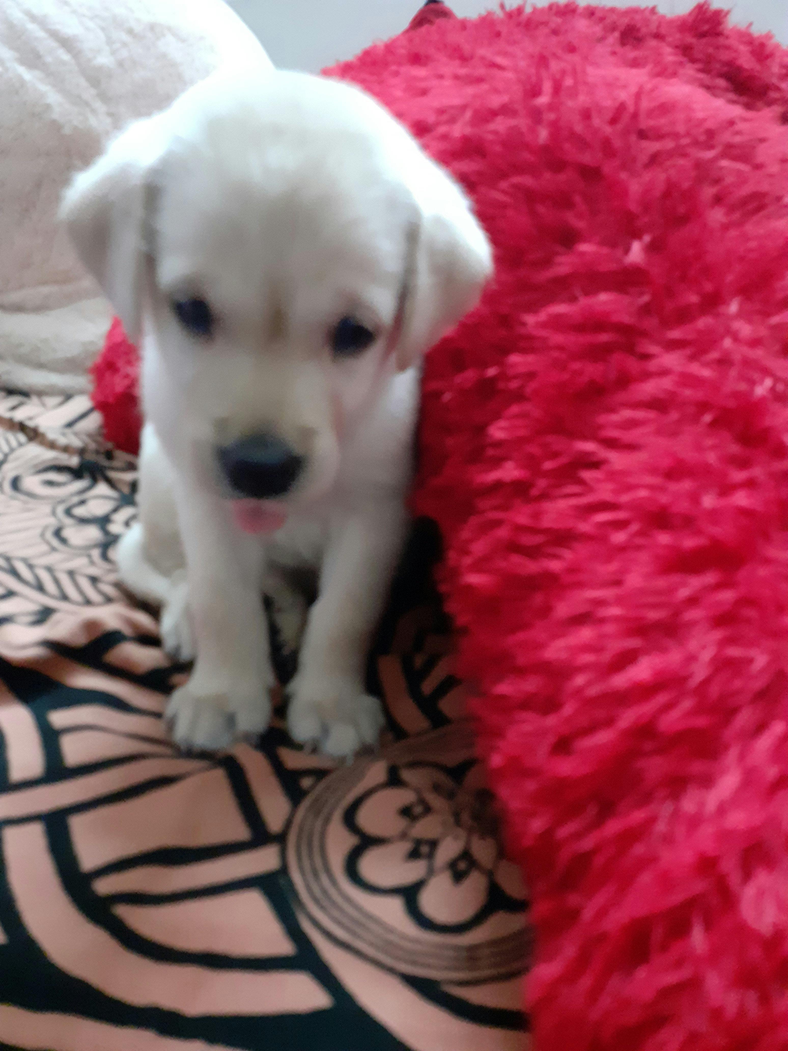 How To Clean A 1 Month Old Puppy Wag