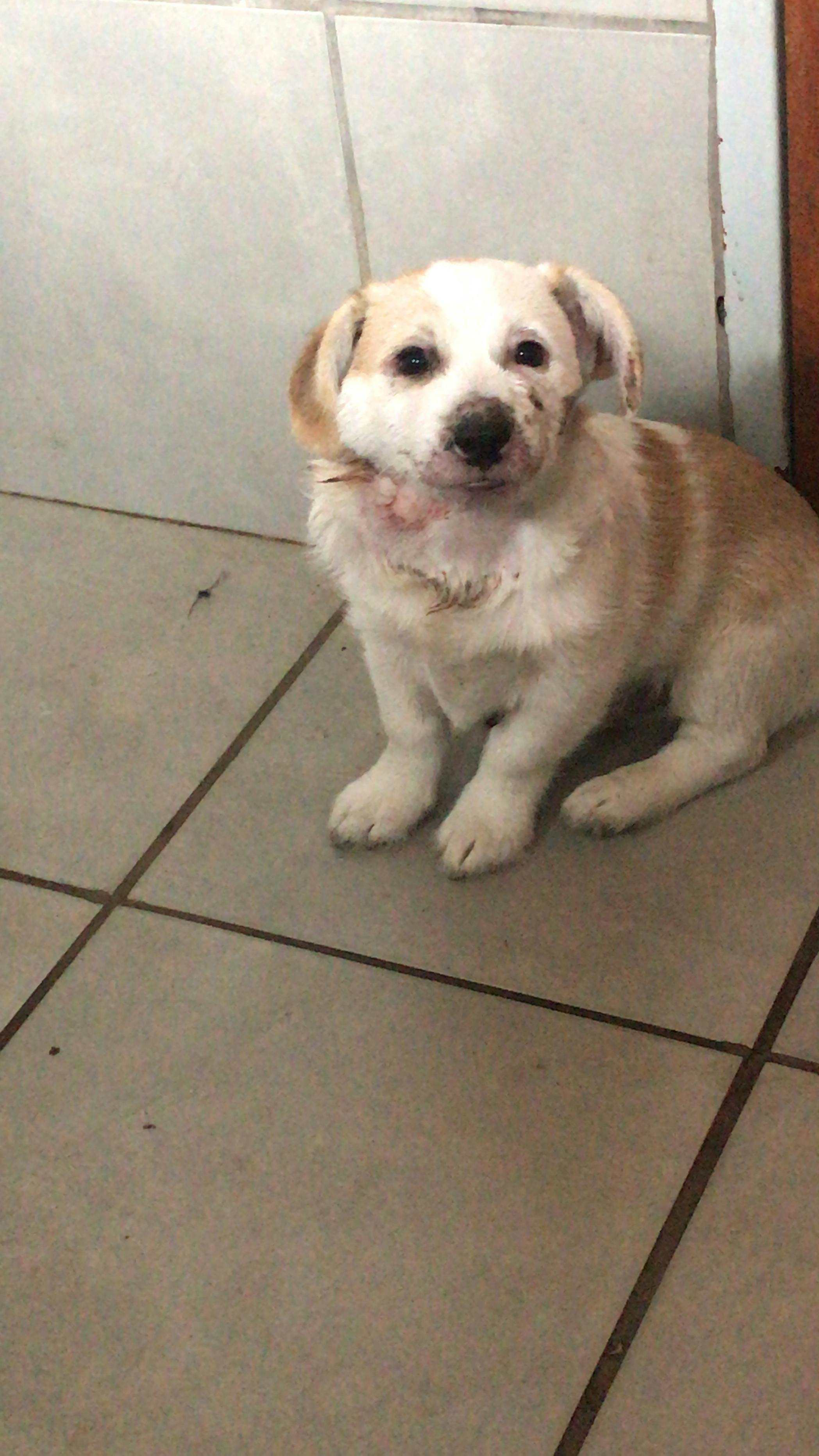 dog abscess treatment