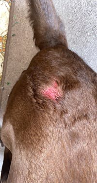 Epsom salt dog hot spots best sale