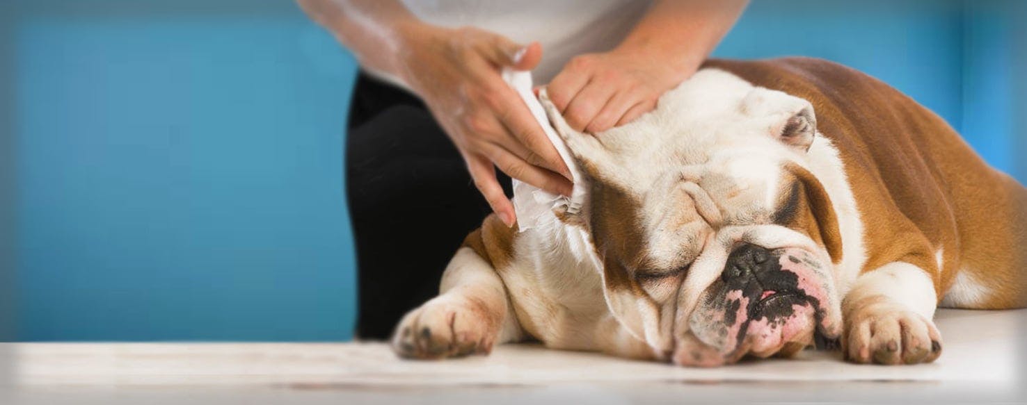 How to Clean a Dog's Floppy Ears | Wag!