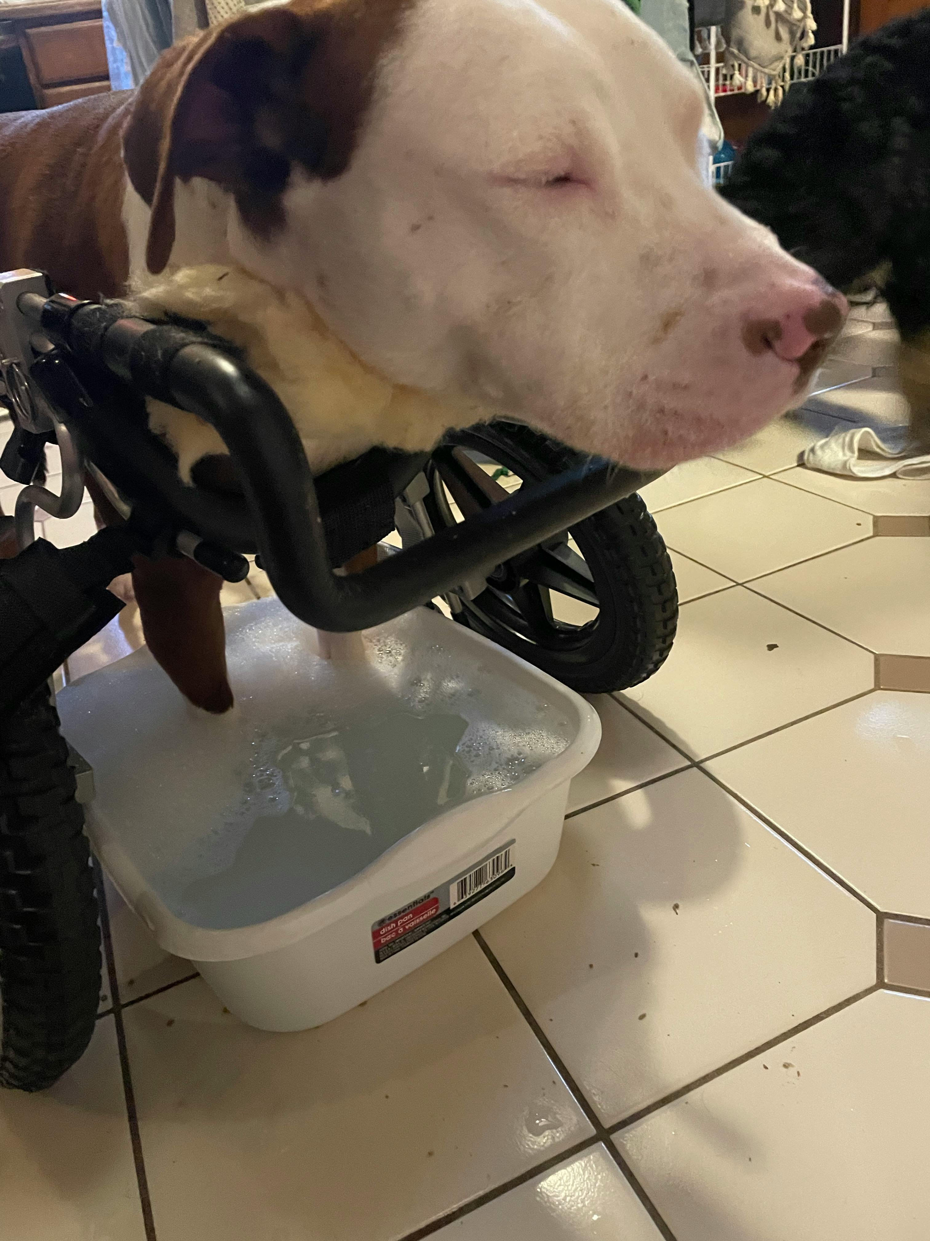 How To Give A Dog An Epsom Salt Bath Wag