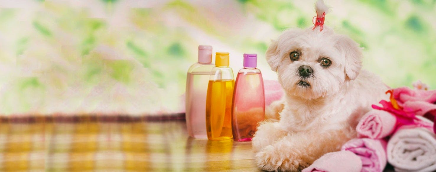How to Give Your Dog a Spa Treatment at Home | Wag!