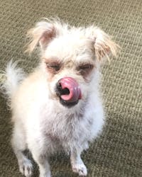 Clipping a wire haired dog outlet