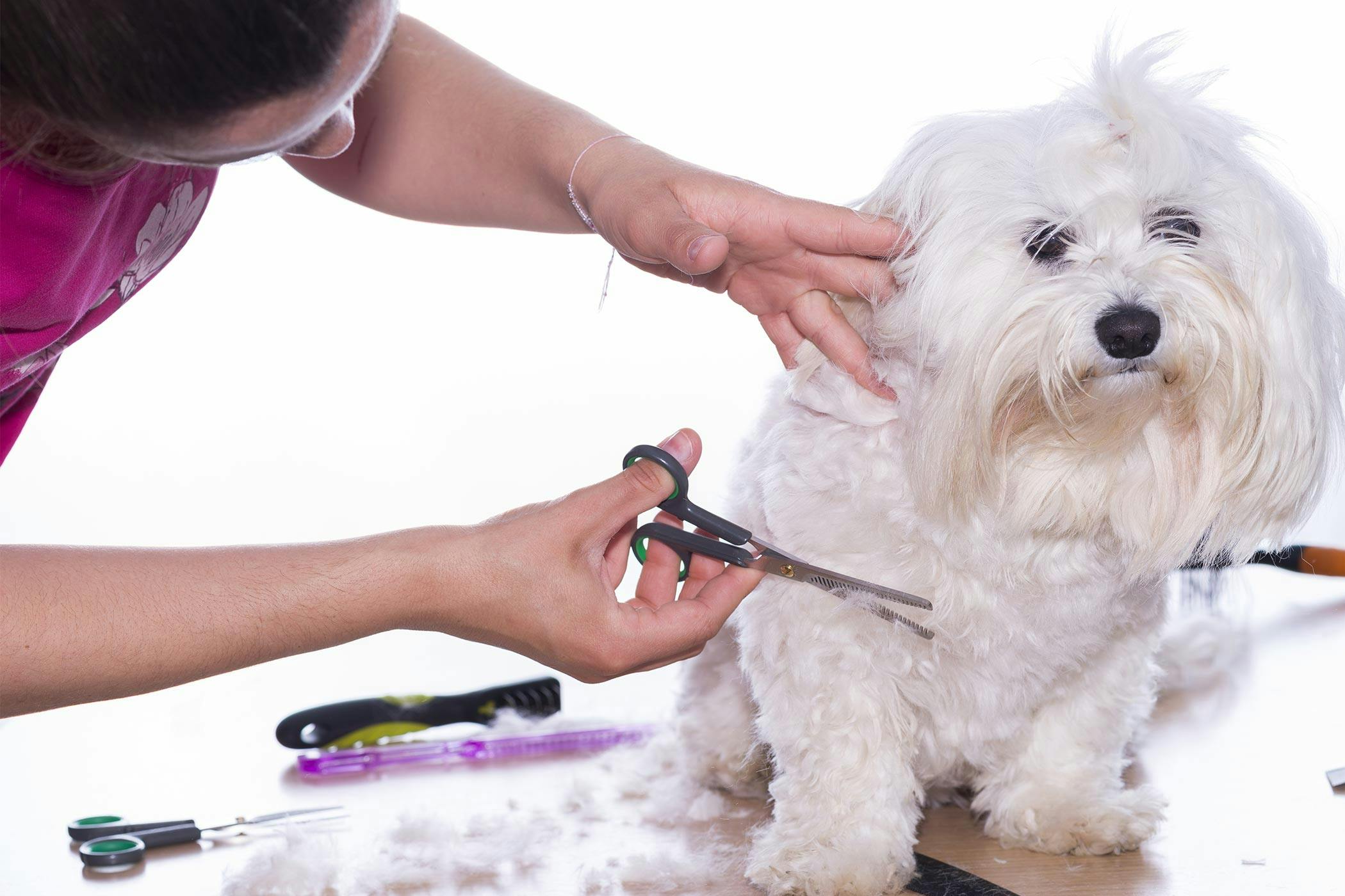 How to Groom a Dog without Being Bitten Wag!