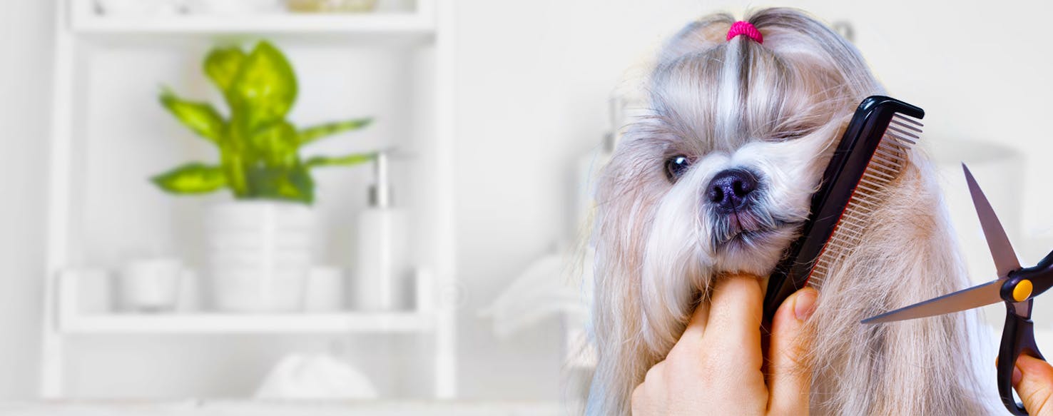 How to Groom a Dog's Face Wag!