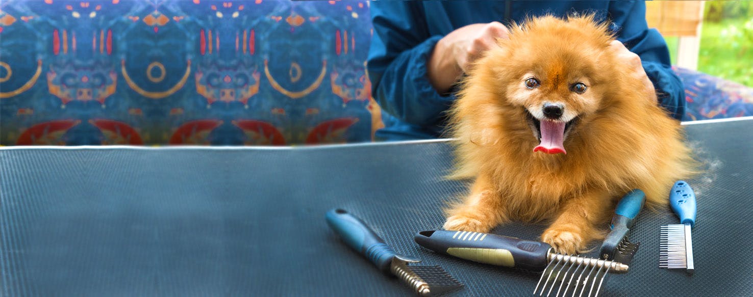 How to Groom a Dog's Hair Wag!