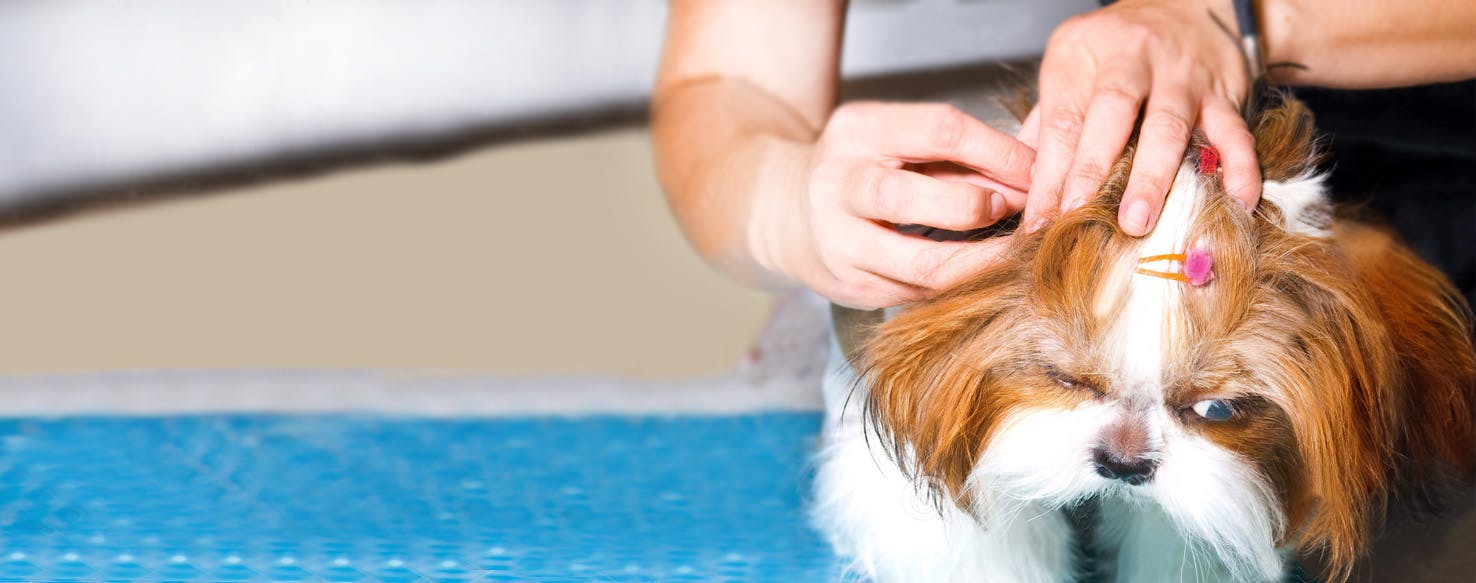 How to Groom a Dog's Head Wag!