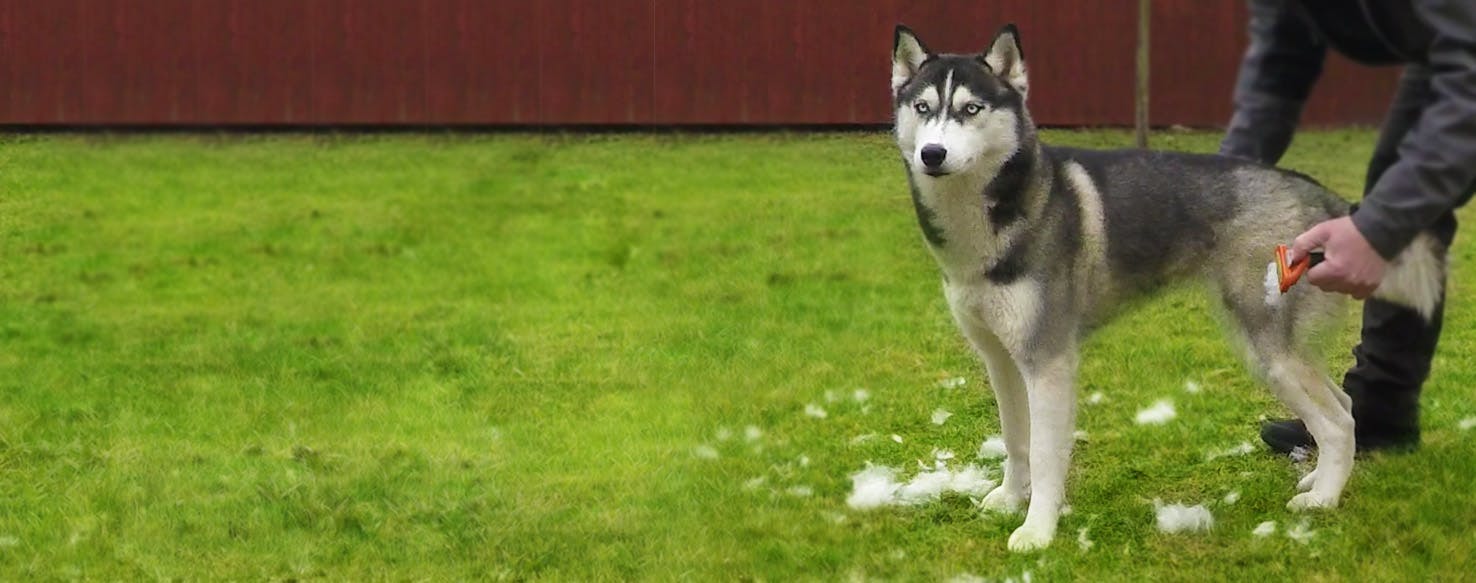 How to Groom a Dog's Undercoat Wag!