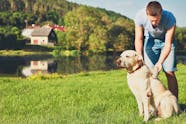 How To Groom A Double Coated Dog Wag 