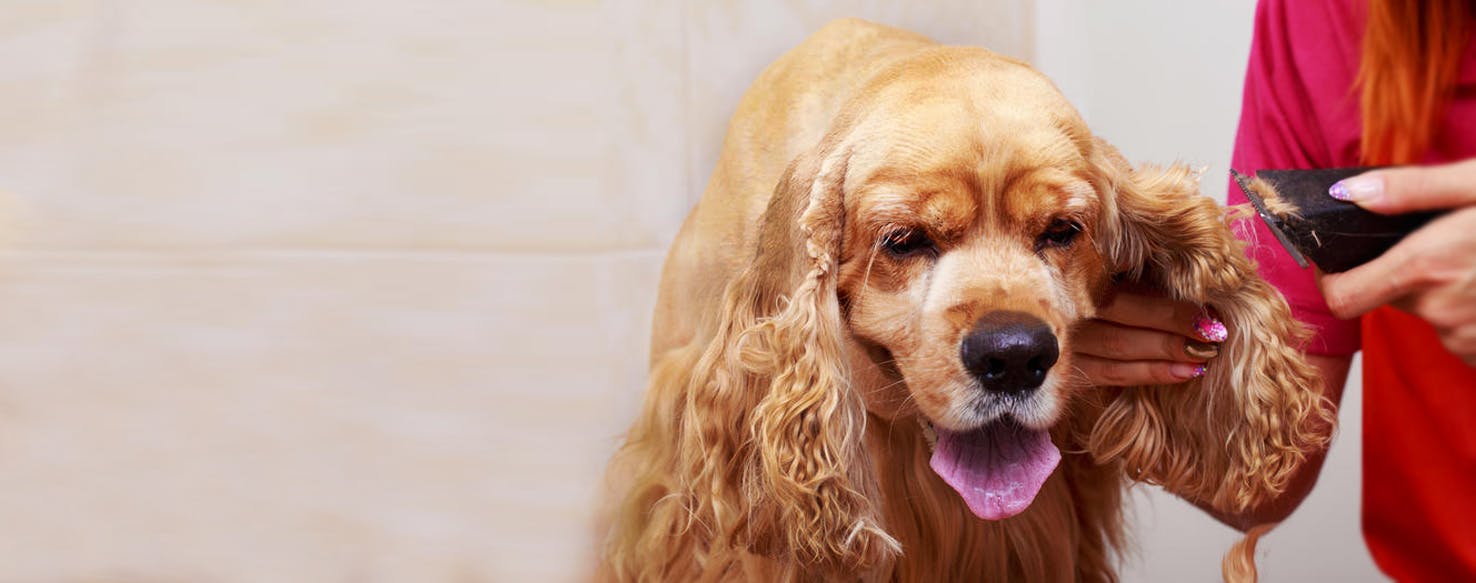 How to Groom a Large Dog's Ears Wag!