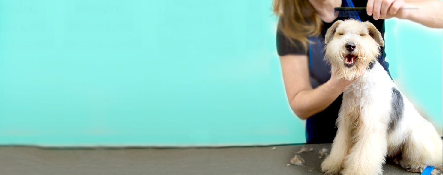 How to Groom a Moderate Shedding Dog Wag!