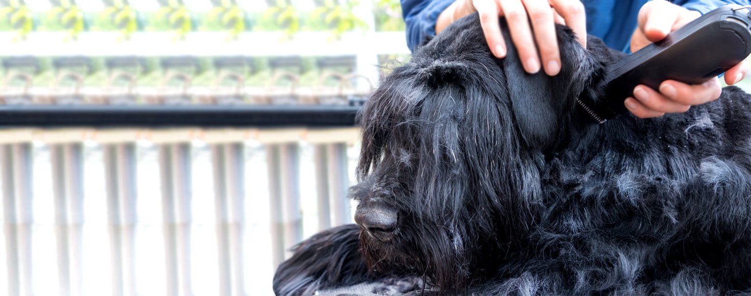 How to Groom a Mop Dog | Wag!