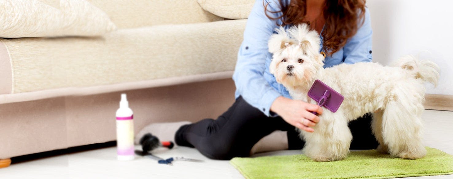 how-to-groom-a-small-dog-at-home-wag