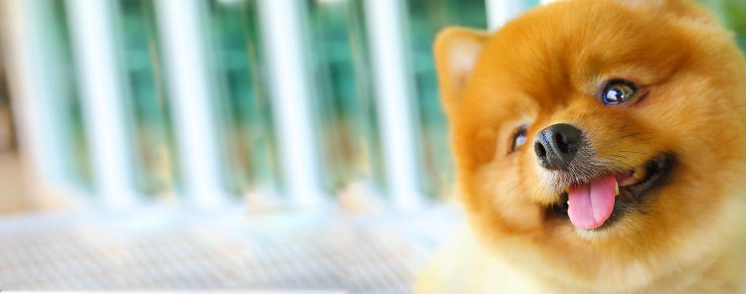 How to Groom a Small Dog's Face Wag!